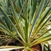 Yucca Filamentosa Bright Edge - Yucca Filamenteux -MAO PLANTES Magasin Yucca filamentosa Bright Edge copyright 8350411 1