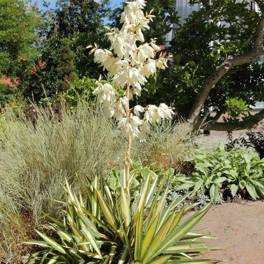 Yucca Filamentosa Colour Guard - Yucca Filamenteux Panaché 3 Yucca Filamentosa Colour Guard - Yucca Filamenteux Panaché