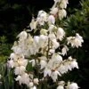 Yucca Filamentosa -MAO PLANTES Magasin Yucca filamentosa ld CarlELewis 7624 1