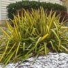 Yucca Flaccida Golden Sword -MAO PLANTES Magasin Yucca flaccida Golden Sword 83487 1