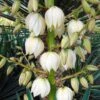 Yucca Gloriosa - Dague Espagnole 1 Yucca Gloriosa - Dague Espagnole -MAO PLANTES Magasin Yucca gloriosa 83488 1