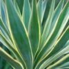 Yucca Gloriosa Variegata - Dague Espagnole -MAO PLANTES Magasin Yucca gloriosa Variegata 82238 1