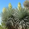 Yucca Rigida - Yucca Bleu -MAO PLANTES Magasin Yucca rigida 83492 2