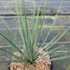 Yucca Rostrata Sapphire Skies -MAO PLANTES Magasin Yucca rostrata Sapphire Skies 16708 1