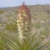 Yucca Torreyi - Yucca De Torrey -MAO PLANTES Magasin Yucca torreyi de Torrey copyright 17170 1