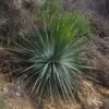 Yucca Whipplei - Hesperoyucca Bleu En Pot De 4L/5L 2 Yucca Whipplei - Hesperoyucca Bleu En Pot De 4L/5L -MAO PLANTES Magasin Yucca whipplei 85077 1 1
