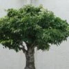 Zelkova Serrata Green Vase - Orme De Sibérie -MAO PLANTES Magasin Zelkova serrata Green Vase 781528 1