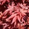 Érable Du Japon - Acer Palmatum Twomblys Red Sentinel -MAO PLANTES Magasin acer palmatum twomblys red sentinel ld 1003411 1