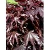 Acer Platanoides Crimson Sentry - Érable Plane -MAO PLANTES Magasin acer platanoides crimson sentry 1000452 1