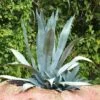 Agave Americana - Agave D'Amérique 1 Agave Americana - Agave D'Amérique -MAO PLANTES Magasin agave americana 82186 5