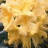 Azalée De Chine Anneke - Rhododendron Hybride -MAO PLANTES Magasin azalee anneke 80448 1