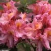 Azalée De Chine Berry Rose - Rhododendron Hybride -MAO PLANTES Magasin azalee berry rose 80449 1