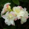 Azalée De Chine Cannon's Double - Rhododendron Hybride -MAO PLANTES Magasin azalee de chine cannon s double 781685 3