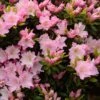 Azalée Du Japon Al's Picotee - Rhododendron Hybride -MAO PLANTES Magasin azalee du japon al s picotee 15359 1