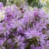 Azalée Du Japon Koromo Shikibu - Rhododendron Hybride -MAO PLANTES Magasin azalee du japon koromo shikibu 80473 2