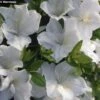 Azalée Du Japon Eucharis - Rhododendron Hybride -MAO PLANTES Magasin azalee eucharis 80472 1