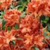 Azalée De Chine Fire Ball - Rhododendron Hybride Orange Vif -MAO PLANTES Magasin azalee fireball 781686 1