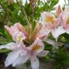 Azalée De Chine Irene Koster - Azalea X Occidentale -MAO PLANTES Magasin azalee irene koster 80052 1