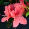 Azalée Japonaise Tamanini - Rhododendron Hybride 2 Azalée Japonaise Tamanini - Rhododendron Hybride -MAO PLANTES Magasin azalee japonaise tamanini 85724 1