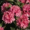 Azalée De Chine Kilian - Rhododendron Hybride -MAO PLANTES Magasin azalee kilian 80471 1