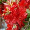 Azalée De Chine Wallowa Red - Rhododendron Hybride -MAO PLANTES Magasin azalee wallowa red 781689 1