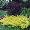 Berberis Thunbergii Golden Carpet - Epine-vinette -MAO PLANTES Magasin berberis thunbergii golden carpet 83960 2
