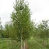 Bouleau Noir - Betula Nigra Heritage -MAO PLANTES Magasin betula nigra heritage 83011 1