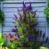 Buddleia Davidii Butterfly Tower - Arbre Aux Papillons -MAO PLANTES Magasin buddleia davidii butterfly tower 15344 1 1