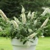 Buddleia White Chip - Arbre Aux Papillons Nain