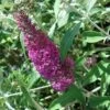 Buddleia Davidii Summer Beauty 1 Buddleia Davidii Summer Beauty -MAO PLANTES Magasin buddleia summer beauty 7827 1