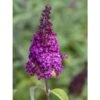 Buddleja Funky Fuchsia - Arbre Aux Papillons -MAO PLANTES Magasin buddleja funky fuchsia 100417 1