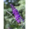 Buddleja Psychedelic Sky - Arbre Aux Papillons -MAO PLANTES Magasin buddleja psychedelic sky 100418 1