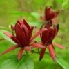 Calycanthus Floridus - Arbre Aux Anémones 2 Calycanthus Floridus - Arbre Aux Anémones -MAO PLANTES Magasin calycanthus floridus 9656 4