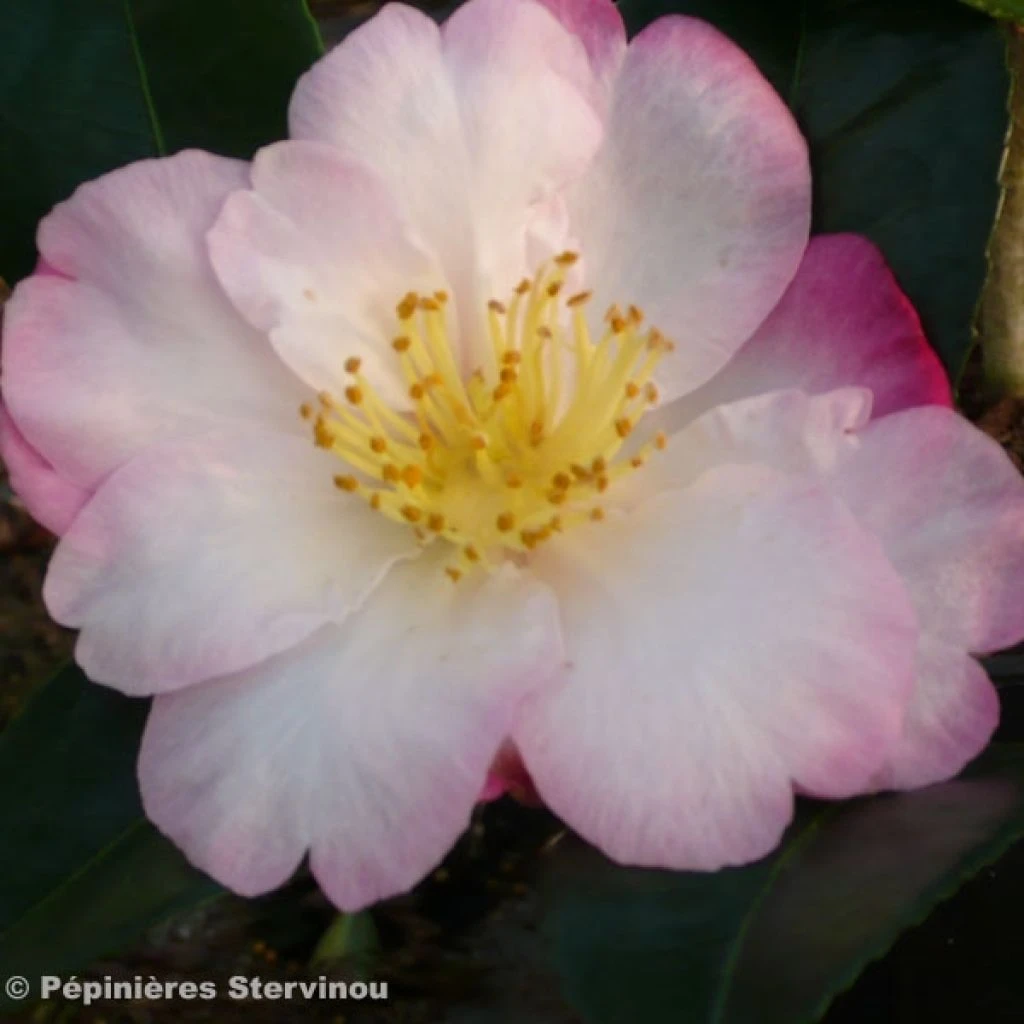 Camélia D'automne - Camellia Sasanqua Fukusutsumi 3 Camélia D'automne - Camellia Sasanqua Fukusutsumi