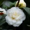 Camélia Nobilissima - Camellia Japonica -MAO PLANTES Magasin camelia nobilissima 82825 3