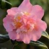 Camélia Paddy's Perfumed - Camellia Japonica -MAO PLANTES Magasin camelia paddy s perfumed 83533 1