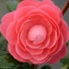 Camélia Valtevareda - Camellia Japonica -MAO PLANTES Magasin camelia valtevareda 85524 1