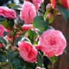 Camélia Mrs. Tingley - Camellia Japonica 2 Camélia Mrs. Tingley - Camellia Japonica -MAO PLANTES Magasin camellia japonica mrs tingley 87692 1