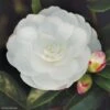 Camélia D'automne - Camellia Sasanqua Early Pearly 2 Camélia D'automne - Camellia Sasanqua Early Pearly -MAO PLANTES Magasin camellia sasanqua early pearly 7976 1