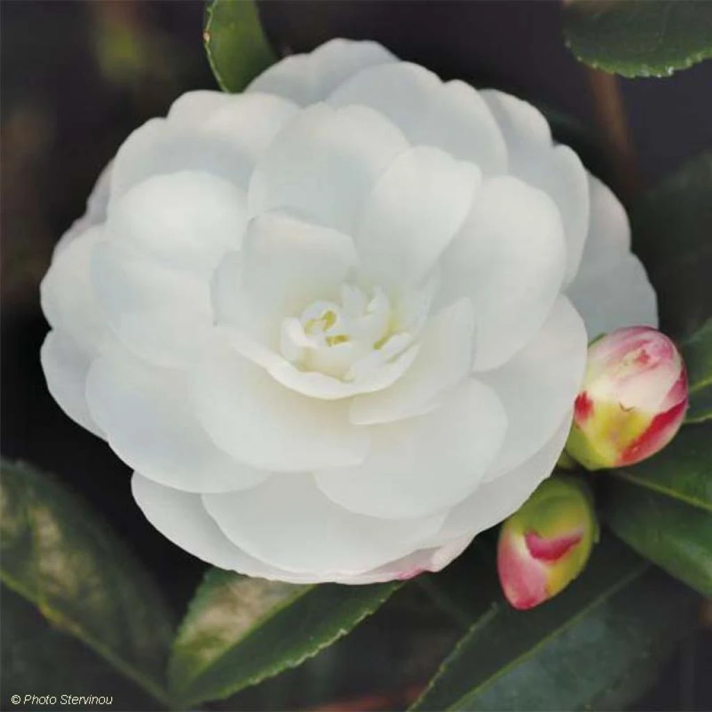 Camélia D'automne - Camellia Sasanqua Early Pearly 3 Camélia D'automne - Camellia Sasanqua Early Pearly