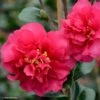 Camelia D'automne - Camellia X Hiemalis Bonanza