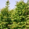 Carpinus Betulus Stegemanns Primus - Charme Commun 1 Carpinus Betulus Stegemanns Primus - Charme Commun -MAO PLANTES Magasin carpinus betulus stegemanns primus 100428 1