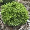 Cryptomeria Japonica Green Pearl - Cèdre Du Japon -MAO PLANTES Magasin cedre du japon green pearl 22974