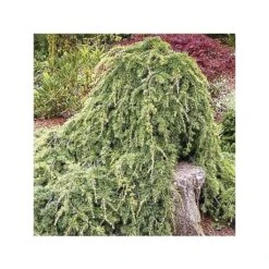 Cèdre De L'Atlas - Cedrus Libani Atlantica Sargentii