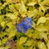 Ceratostigma Willmottianum Sapphire Ring -MAO PLANTES Magasin cerastostigma sapphire ring 80432 1