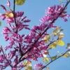 Cercis Siliquastrum - Arbre De Judée -MAO PLANTES Magasin cercis Siliquastrum ld miluz 7583 1