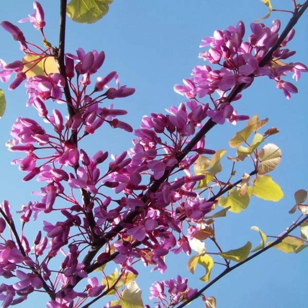 Cercis Siliquastrum - Arbre De Judée 3 Cercis Siliquastrum - Arbre De Judée