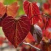 Gainier Du Canada - Cercis Canadensis Red Force -MAO PLANTES Magasin cercis canadensis red force copyright 1004381 1 1