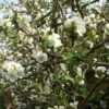 Cognassier Du Japon Nivalis - Chaenomeles Speciosa -MAO PLANTES Magasin chaenomeles specios nivalis 2 ld wallygrom 7965 1