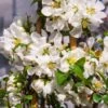 Cognassier Du Japon Jet Trail - Chaenomeles Superba -MAO PLANTES Magasin chaenomeles superba jet trail 781576 1